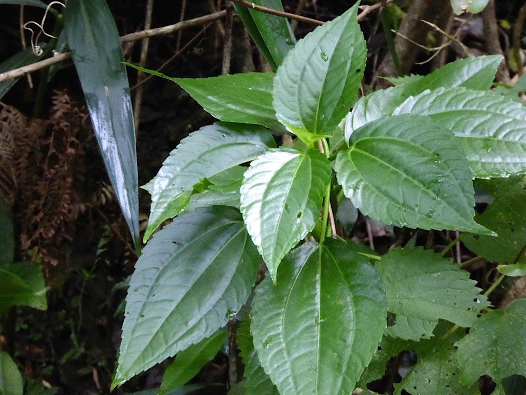 P1050075