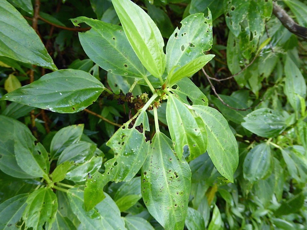 P1050096