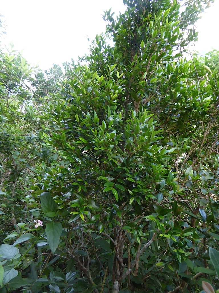 P1050110