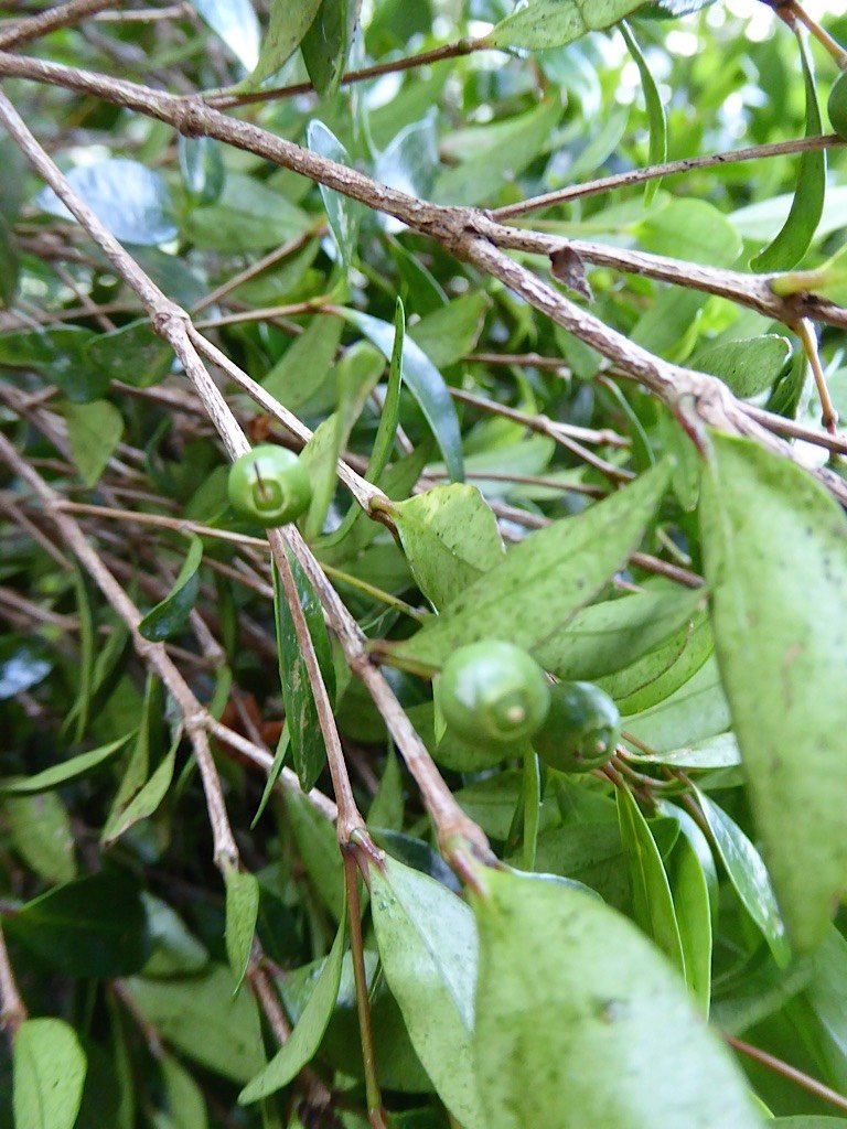 P1050117