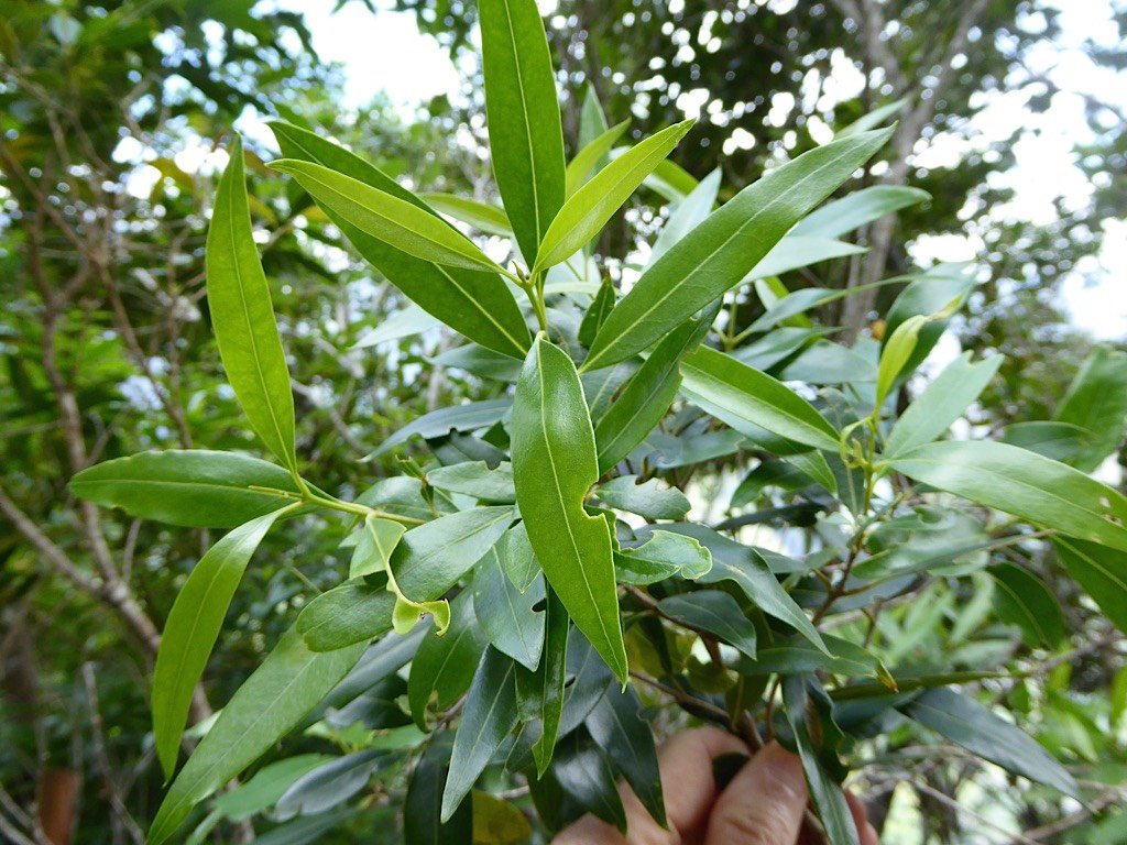 P1050229