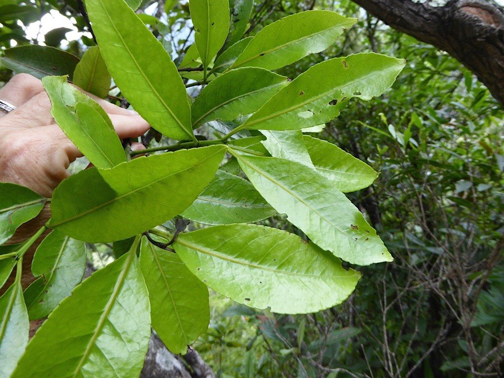 P1050238