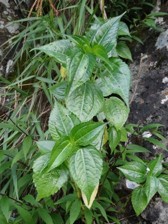Pilea luscens