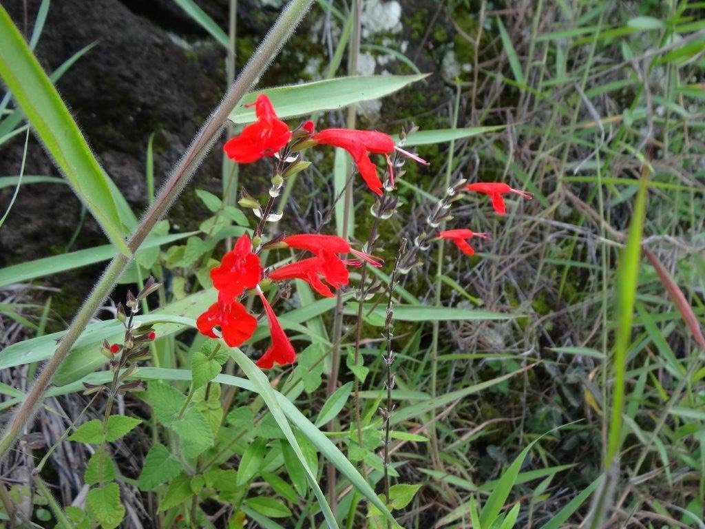Salvia coccinea
