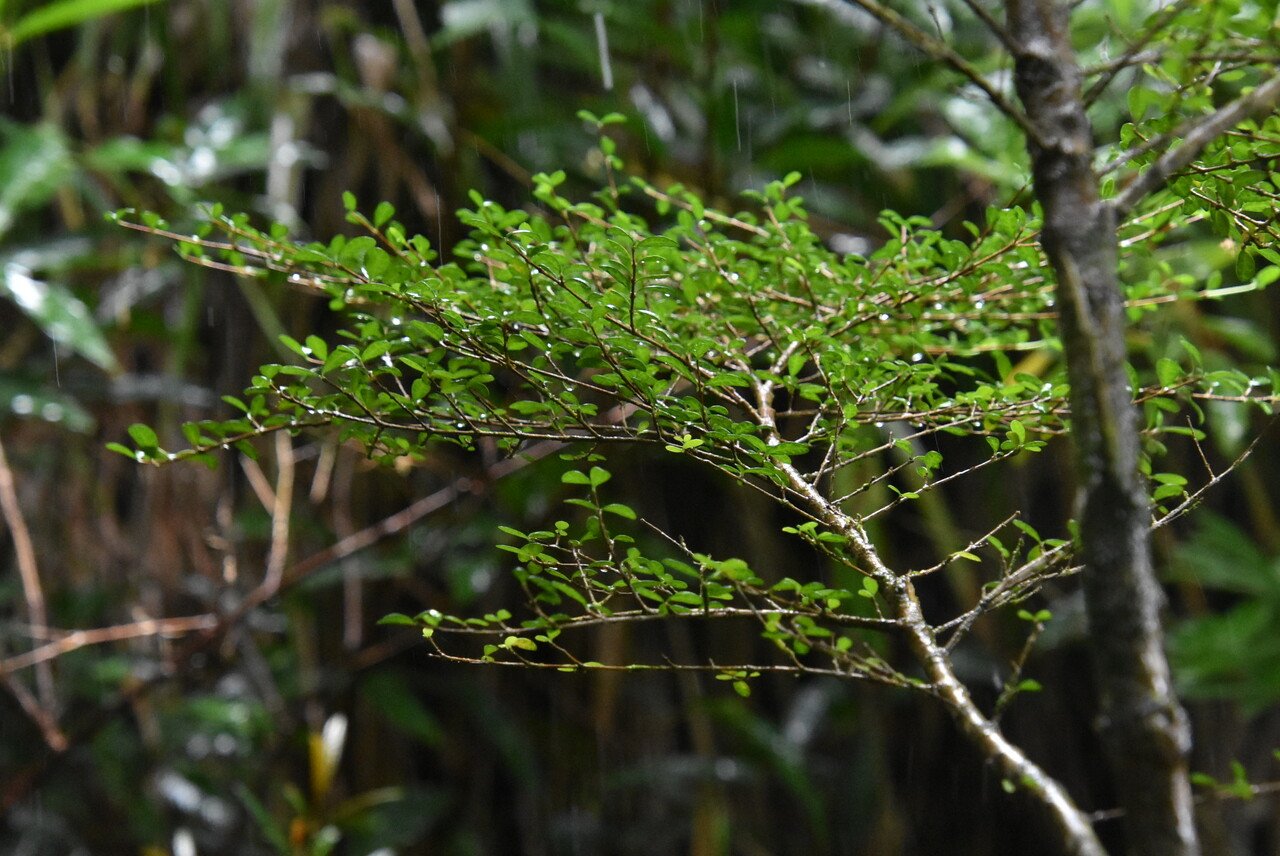 Fernelia buxifolia-bwa boutey-RUBIACEAE-Endemique Mascareignes
