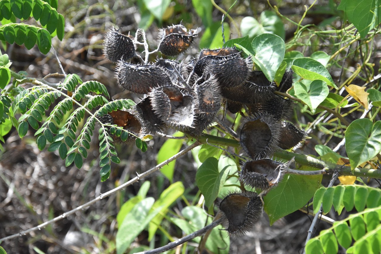Caesalpinia bonduc-kadok-FABACEAE-Pantropical