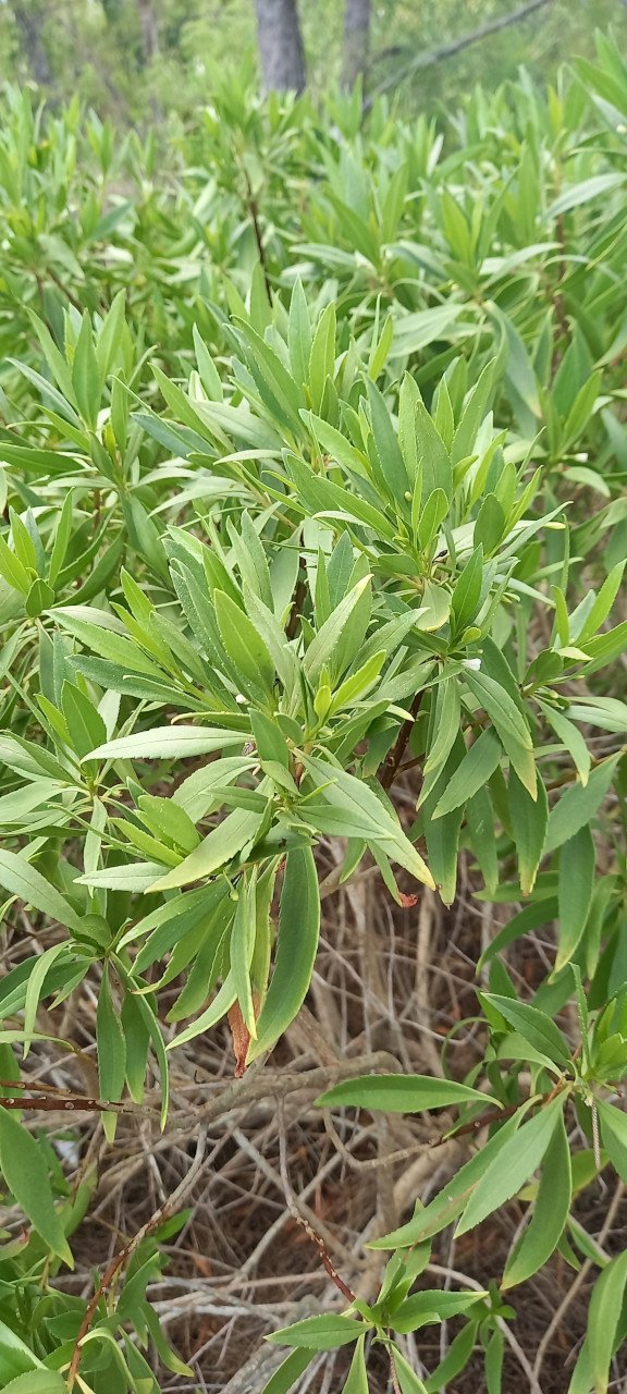 Myoporum mauritianum SCROPHULARIACEAE-Endemique Rodrigues Maurice