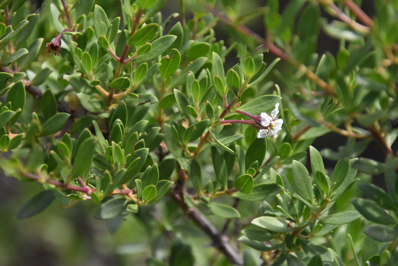 Pemphis acidula-bwa matlo-LYTHRACEAE-Region indo Pacifique-