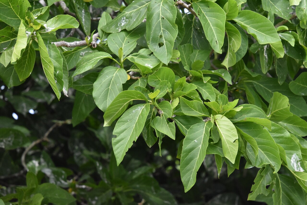 Pisonia grandis-bwa mapou-NYCTAGINACEAE-Ocean Pacifique Seychelles Rodrigues-
