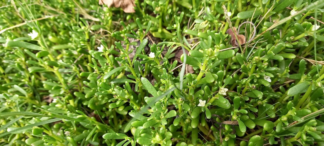 Sesuvium portulacastrum-pourpier de mer-AIZOACEAE-Pantropical