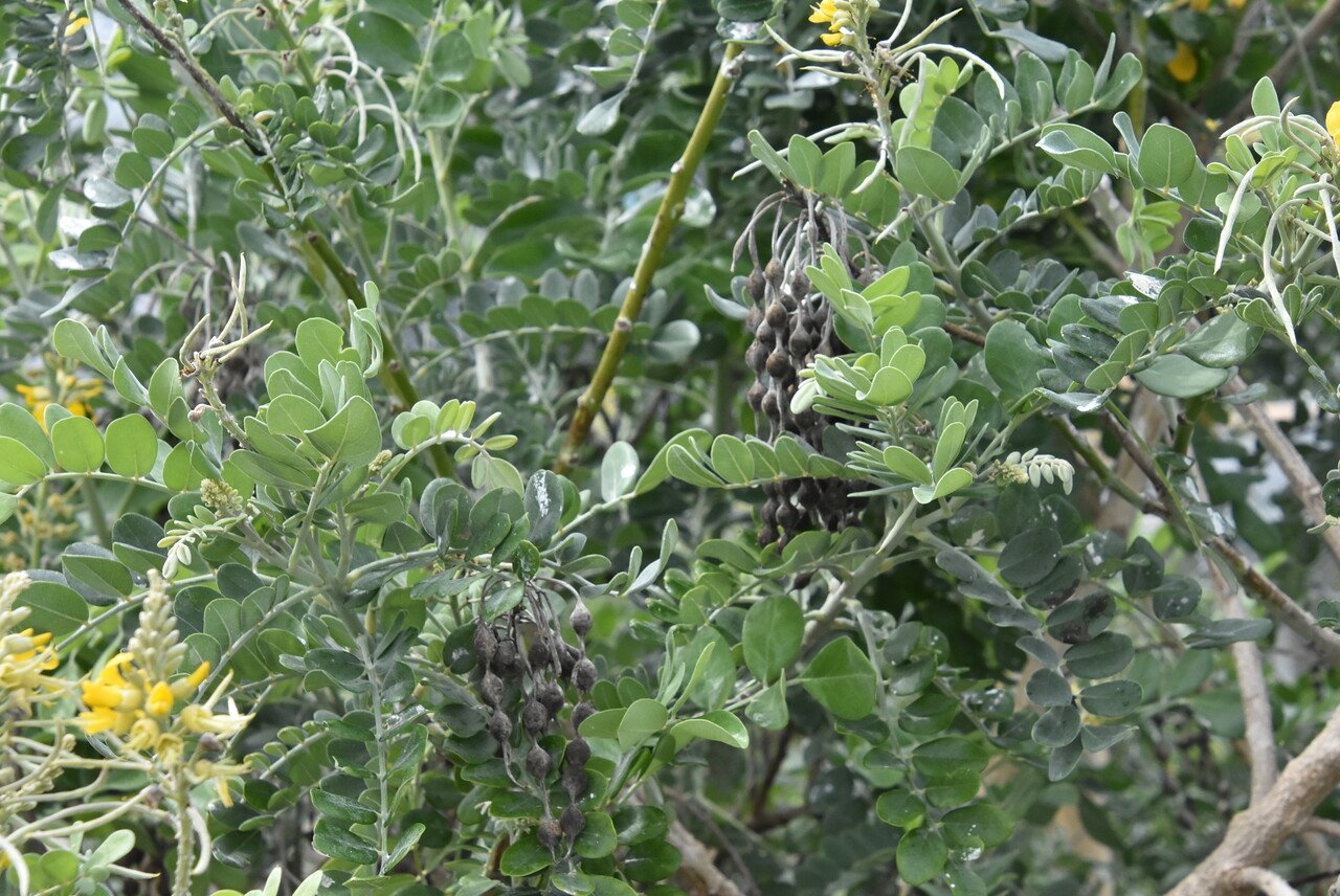 Sophora tomentosa-bwa blan-FABACEAE-Indigene Mascareignes