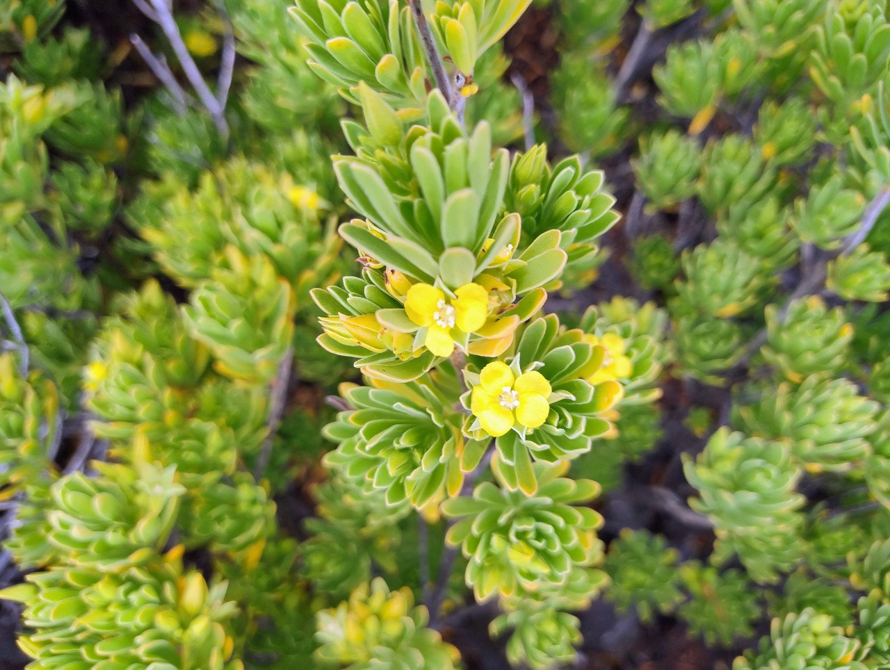 Suriana maritima-bwa matlo-SURIANACEAE-Pantropical
