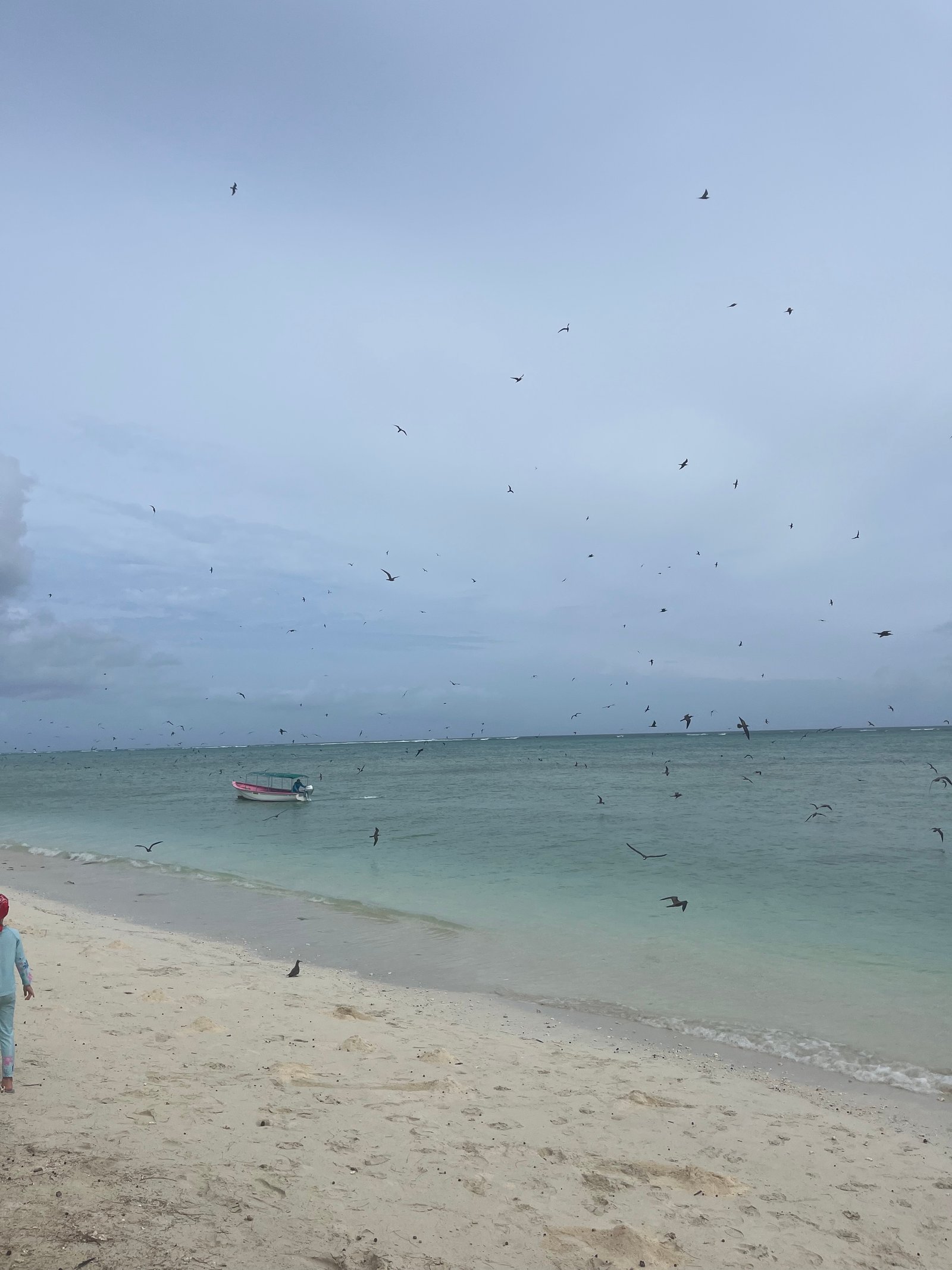 Île Cocos touristes arrivés oiseaux envolés