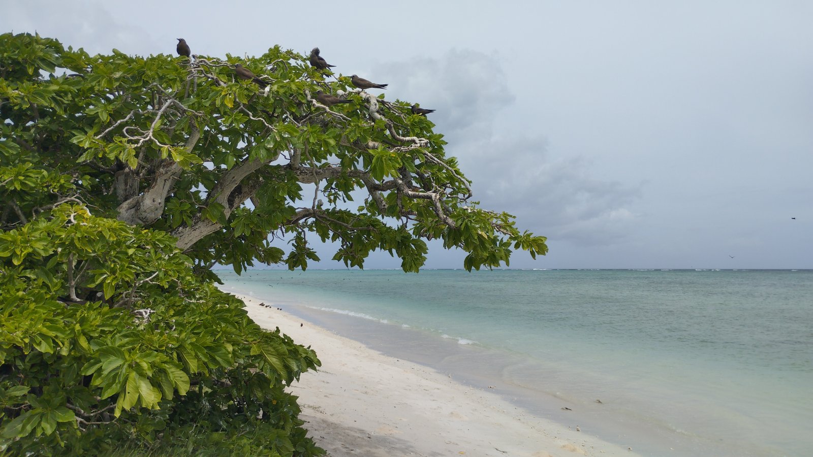 Paysage typique de l'île avec les oiseaux nidifiant sur les arbres