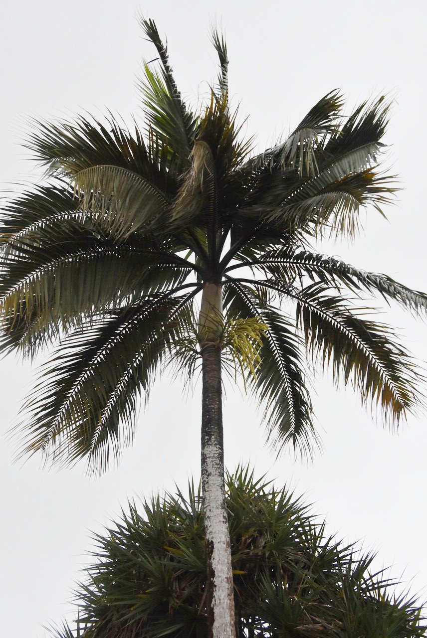 Dictyosperma_album_var._aureum-palmis_bon-ARECACEAE-Endemique_Rodrigues