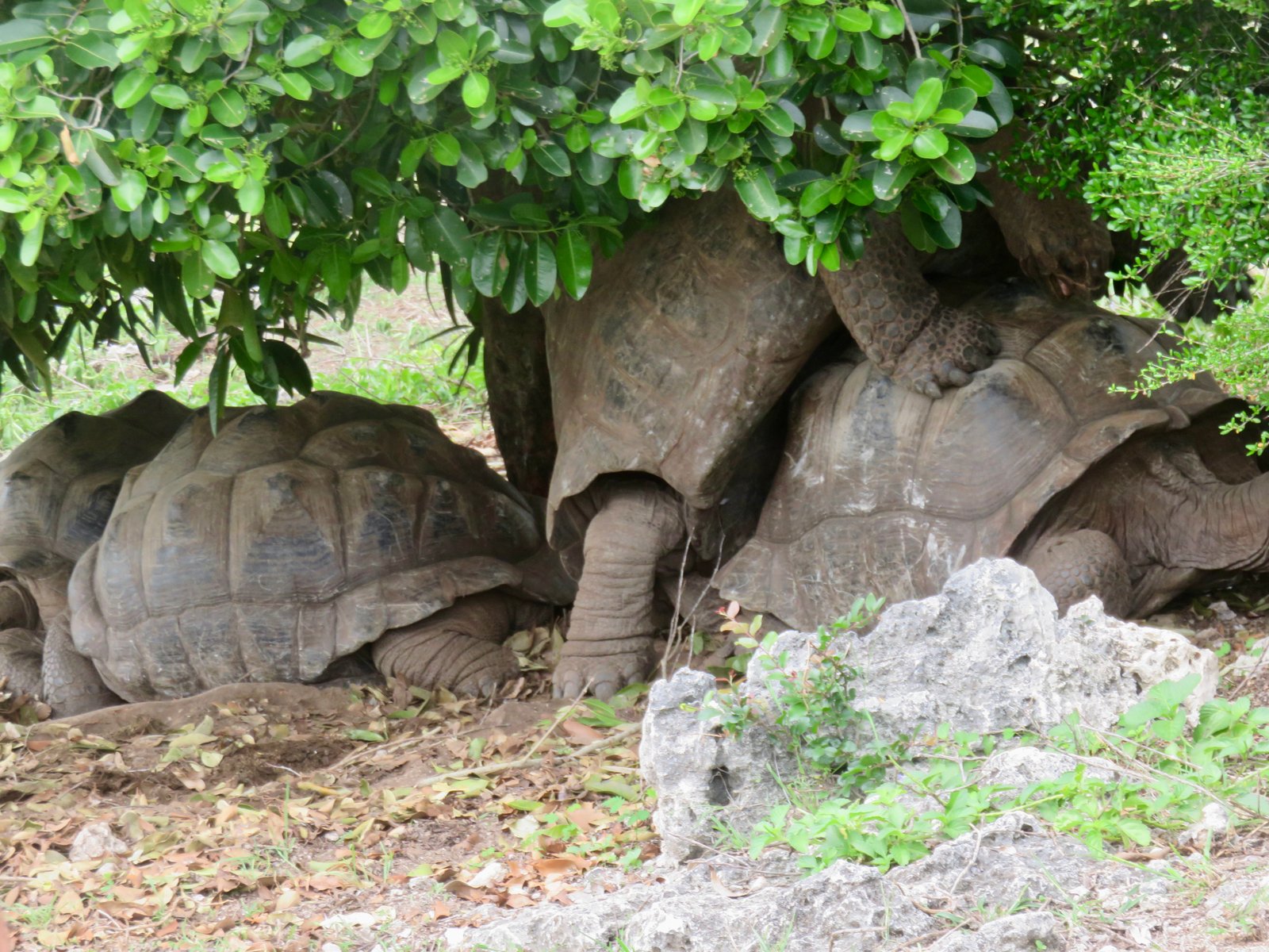                                Des amours de tortues