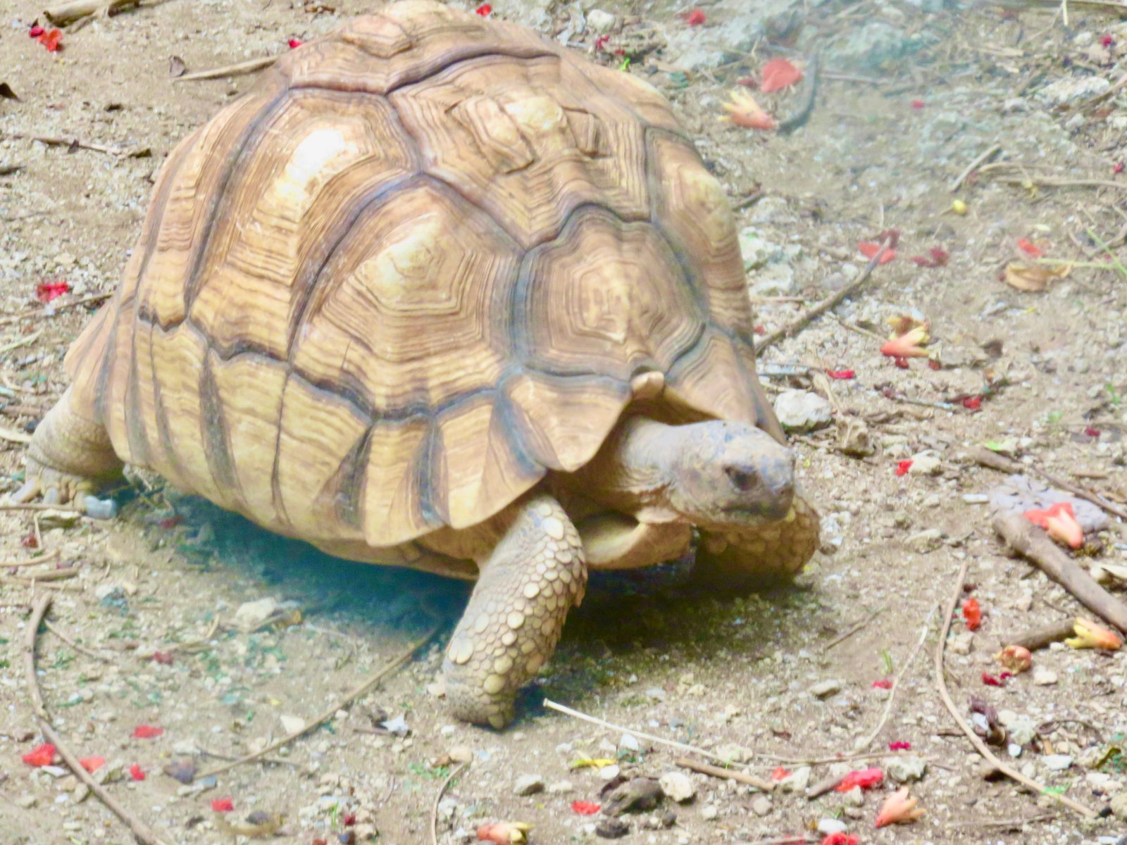                                 La tortue à socle (Astrochelys yniphora)