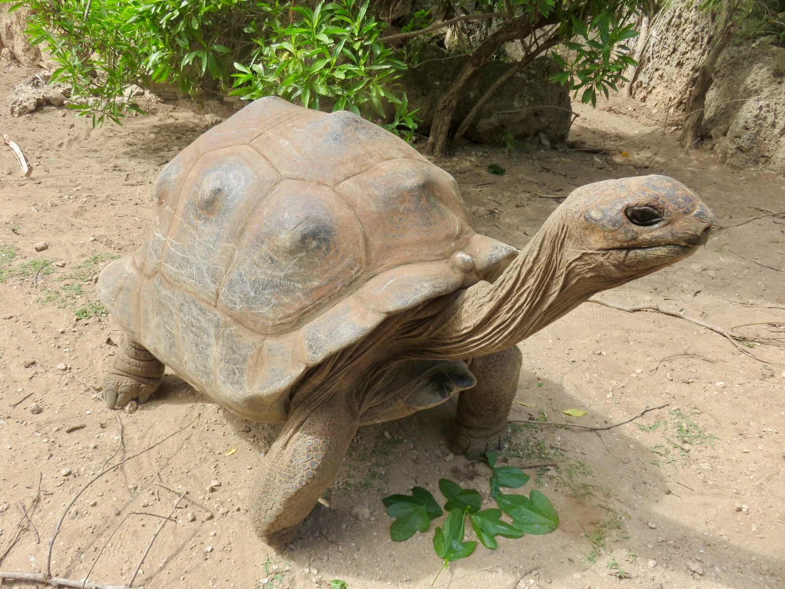                                 La tortue d'Aldabra (Aldabrachelys gigantea) 2