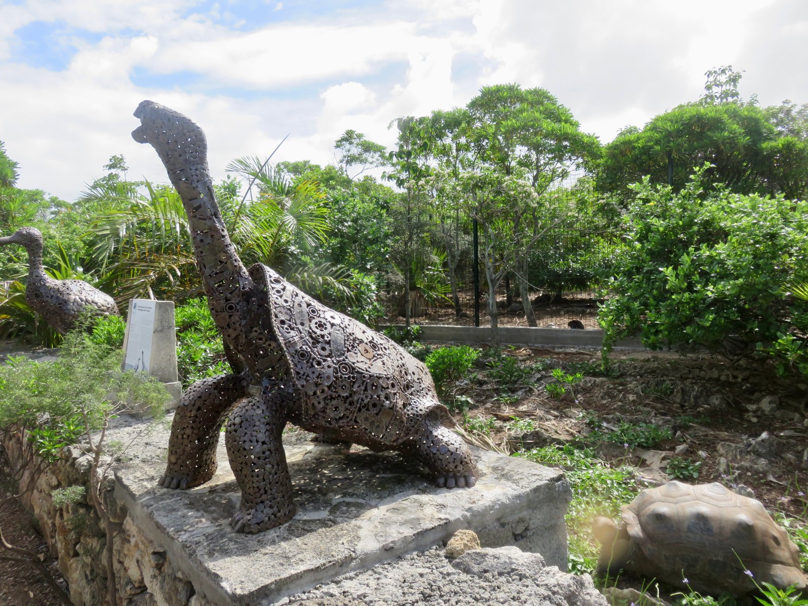 La tortue de Rodrigues.JPG              