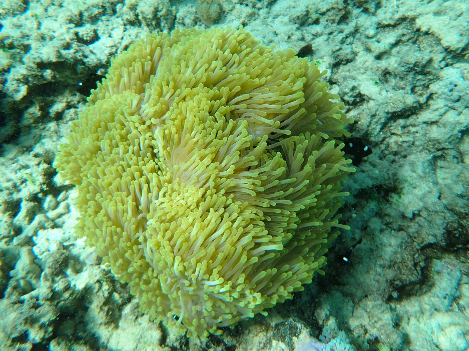 Heteractis magnifica 