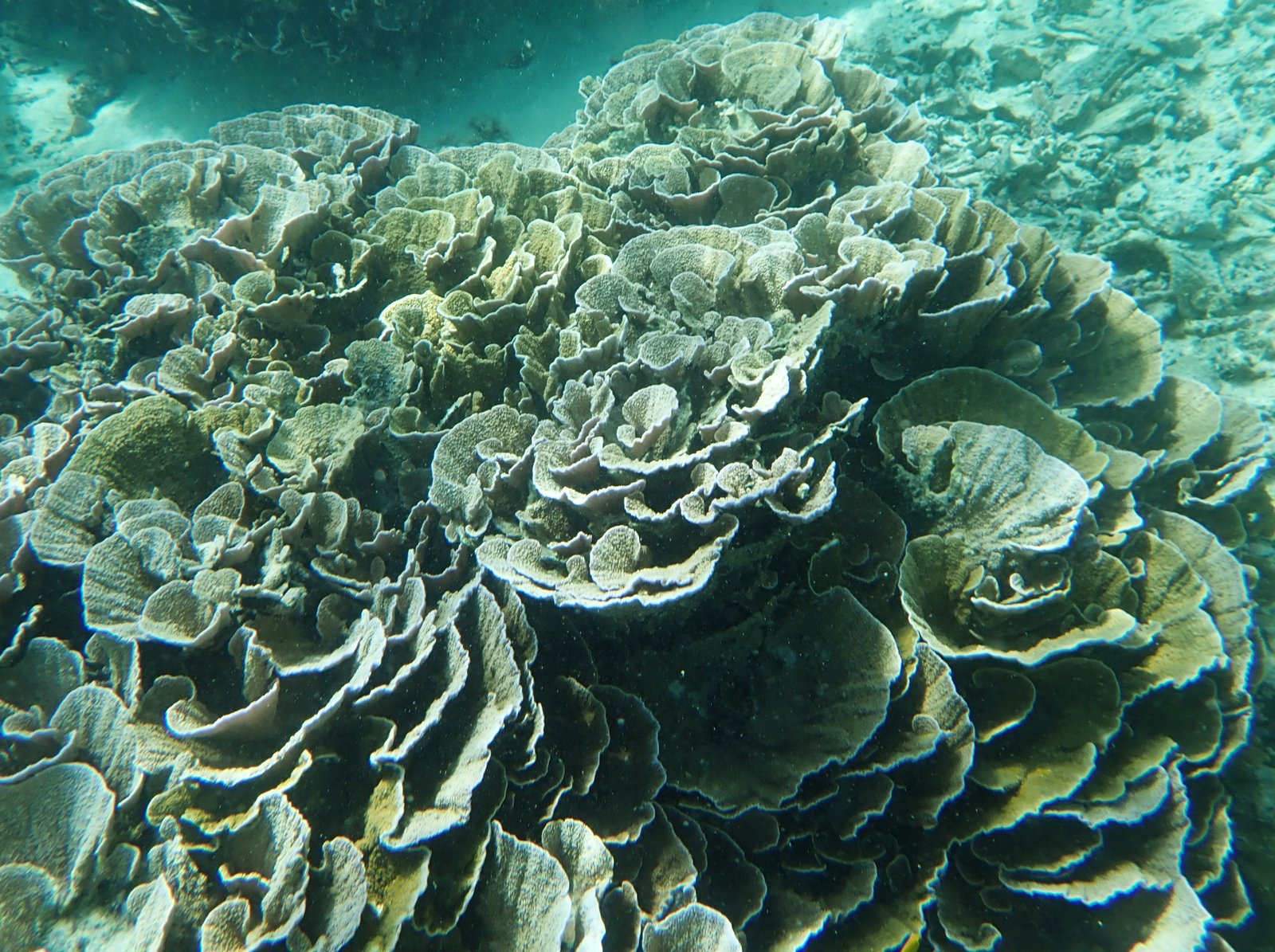 Turbinaria mesenterica