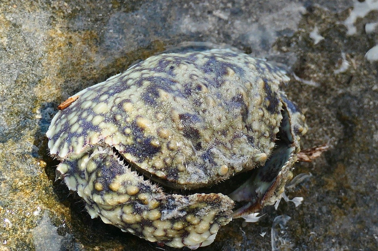 Crabe