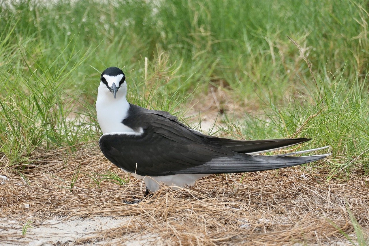 Onychoprion fuscatus.golet.yeye.sterne filigineuse.famille des  Laridae.indigène des Mascareignes
