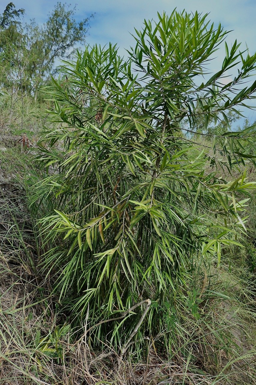 Elaeodendron orientale.bwa d'oliv.bois d'olive.Celastraceae