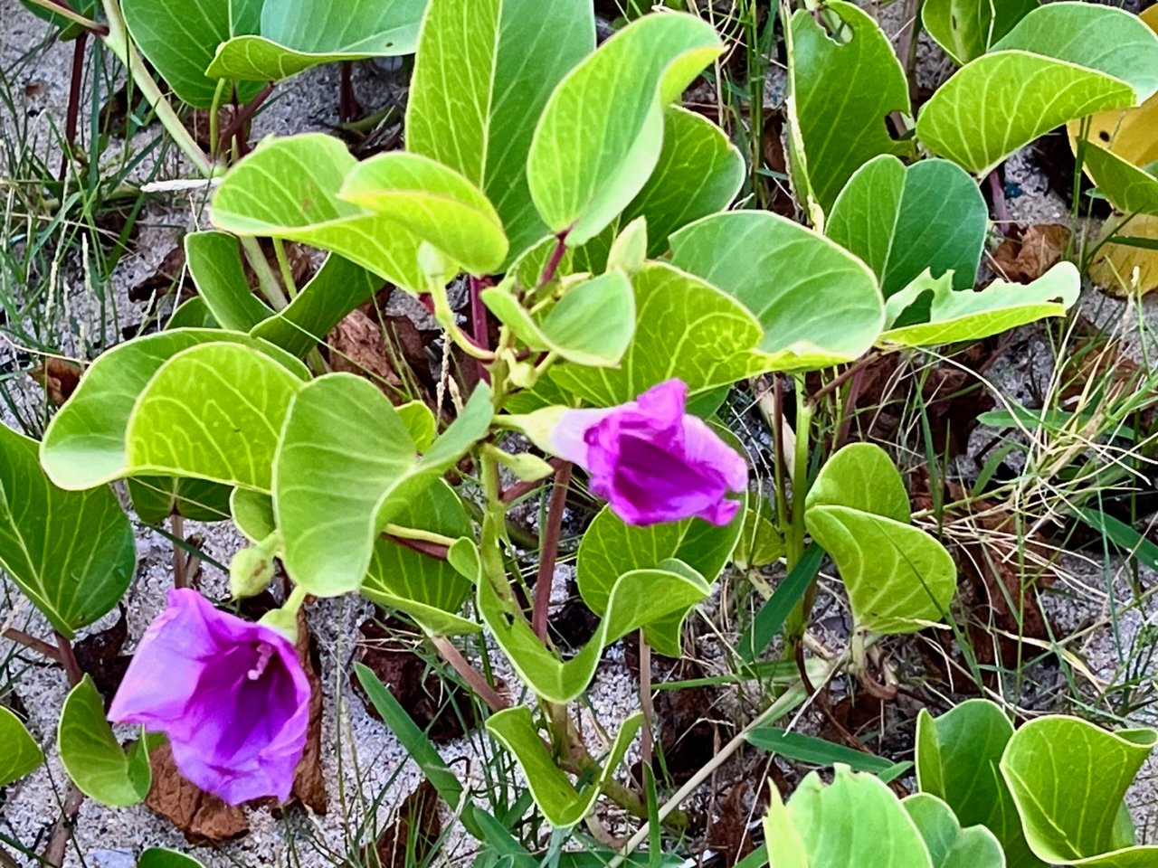 Ipomoea pes-caprae.lalyann batatran+liane batatran.convolvulaceae
