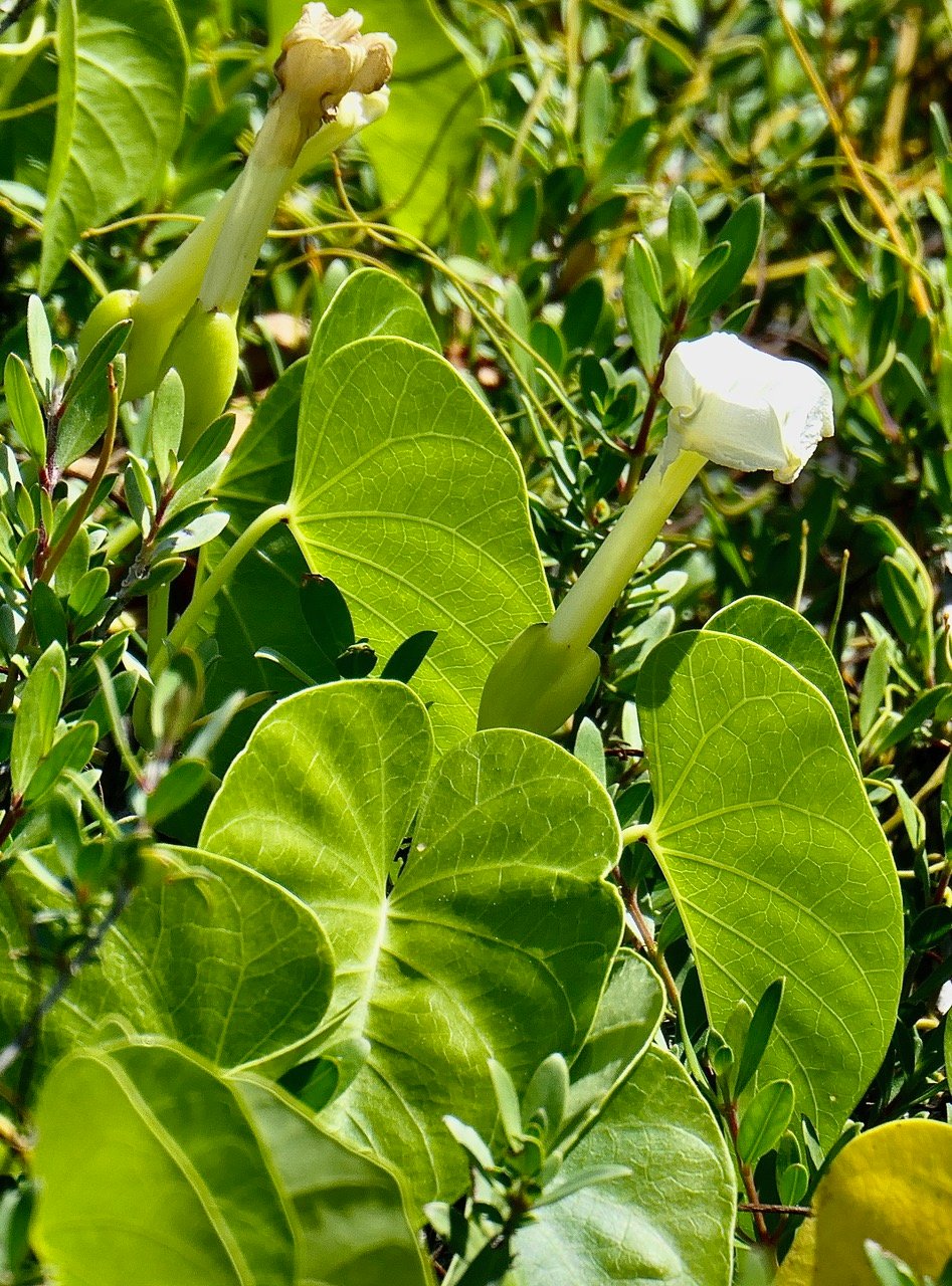 Ipomoea violacea.convolvulaceae.espèce envahissante