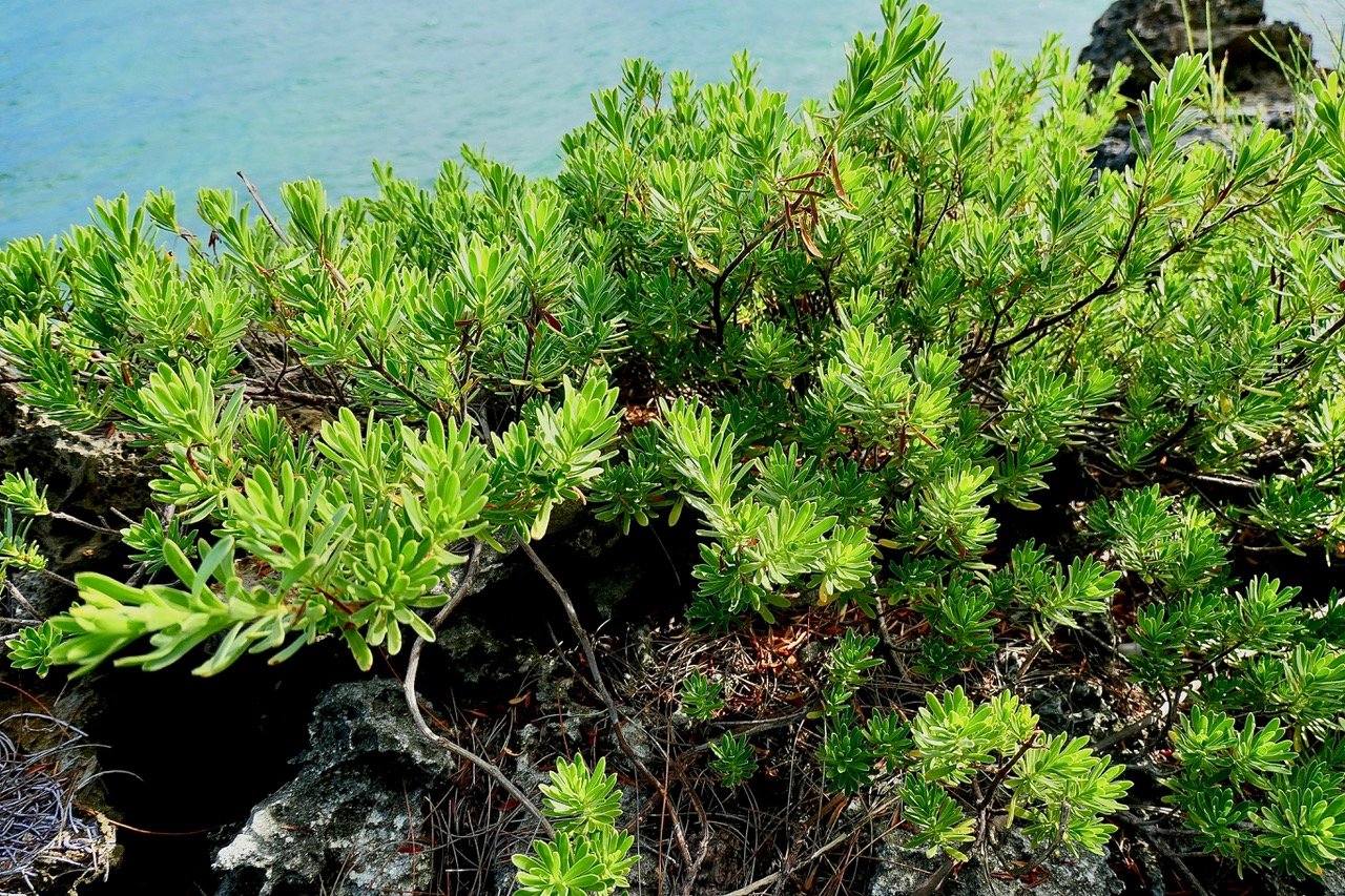 Suriana maritima.bwa matlo.bois matelot.suriannaceae.espèce pantropicale. (2)