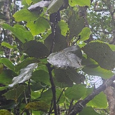 2 Ocotea obtusata Cannelle marron Lauraceae ENDEMIQUE LA REUNION .jpeg