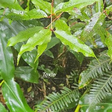 3 Syzygium cymosum Bois de pomme rouge Myrtaceae ENDEMIQUE LA REUNION, MAURICE .jpeg