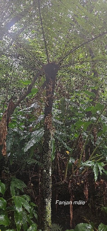 4 Alsophila borbonica Fanjan MALE Cyatheaceae ENDEMIQUE LA REUNION, MAURICE.jpeg