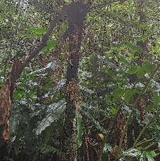 4 Alsophila borbonica Fanjan MALE Cyatheaceae ENDEMIQUE LA REUNION, MAURICE.jpeg