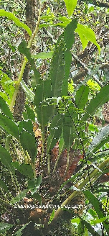 5 Elaphoglossum macropodium Dryopteridaceae INDIGENE LA REUNION .jpeg