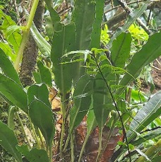 5 Elaphoglossum macropodium Dryopteridaceae INDIGENE LA REUNION .jpeg