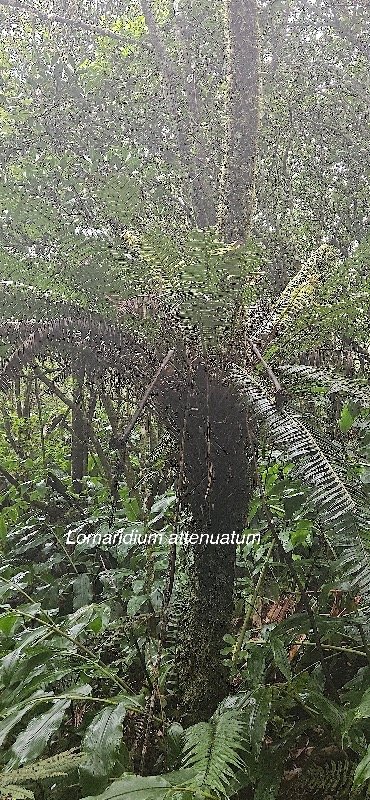 6 Lomaridium attenuatum Blechnaceae INDIGENE LA REUNION .jpeg