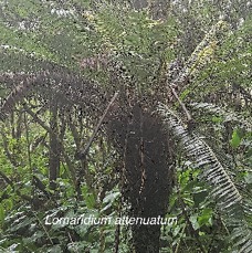 6 Lomaridium attenuatum Blechnaceae INDIGENE LA REUNION .jpeg