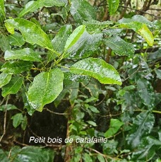 7 Melicope borbonica Petit bois de catafaille Rutaceae ENDEMIQUE LA REUNION .jpeg