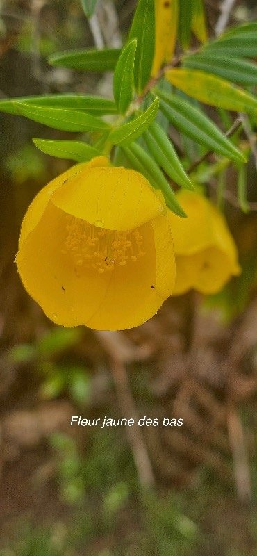 8 Hypericum lanceolatum subsp lanceolatum Fleur jaune des bas Hypericaceae INDIGENE LA REUNION.jpeg
