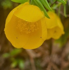 8 Hypericum lanceolatum subsp lanceolatum Fleur jaune des bas Hypericaceae INDIGENE LA REUNION.jpeg