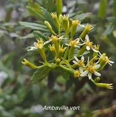 9 Hubertia ambavilla Ambaville vert Asteraceae ENDEMIQUE LA REUNION, MAURICE .jpeg