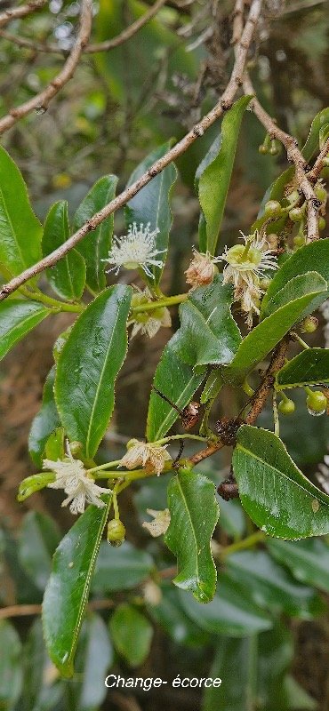10 Aphloia theiformis Change -ECORCE Aphloiaceae INDIGENE LA REUNION .jpeg