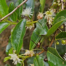 10 Aphloia theiformis Change -ECORCE Aphloiaceae INDIGENE LA REUNION .jpeg