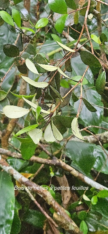 11 Eugenia buxifolia Bois de NEFLES A petite feuilles Myrtaceae ENDEMIQUE LA REUNION .jpeg
