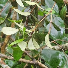 11 Eugenia buxifolia Bois de NEFLES A petite feuilles Myrtaceae ENDEMIQUE LA REUNION .jpeg