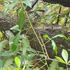 12 Toddalia asiatica Liane patte poule Rutaceae INDIGENE LA REUNION .jpeg