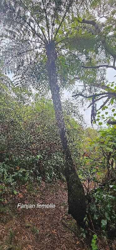 13 Alsophila celsa Fanjan femelle Cyatheaceae ENDEMIQUE LA REUNION, MAURICE .jpeg