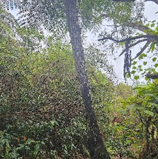 13 Alsophila celsa Fanjan femelle Cyatheaceae ENDEMIQUE LA REUNION, MAURICE .jpeg